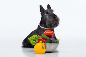 سبزیجات در غذای سگ