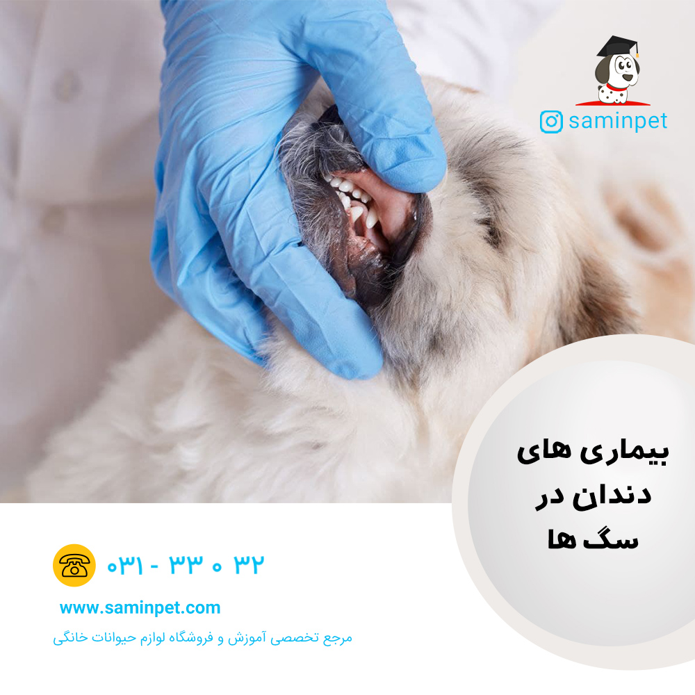 بیماری های دندان در سگ ها