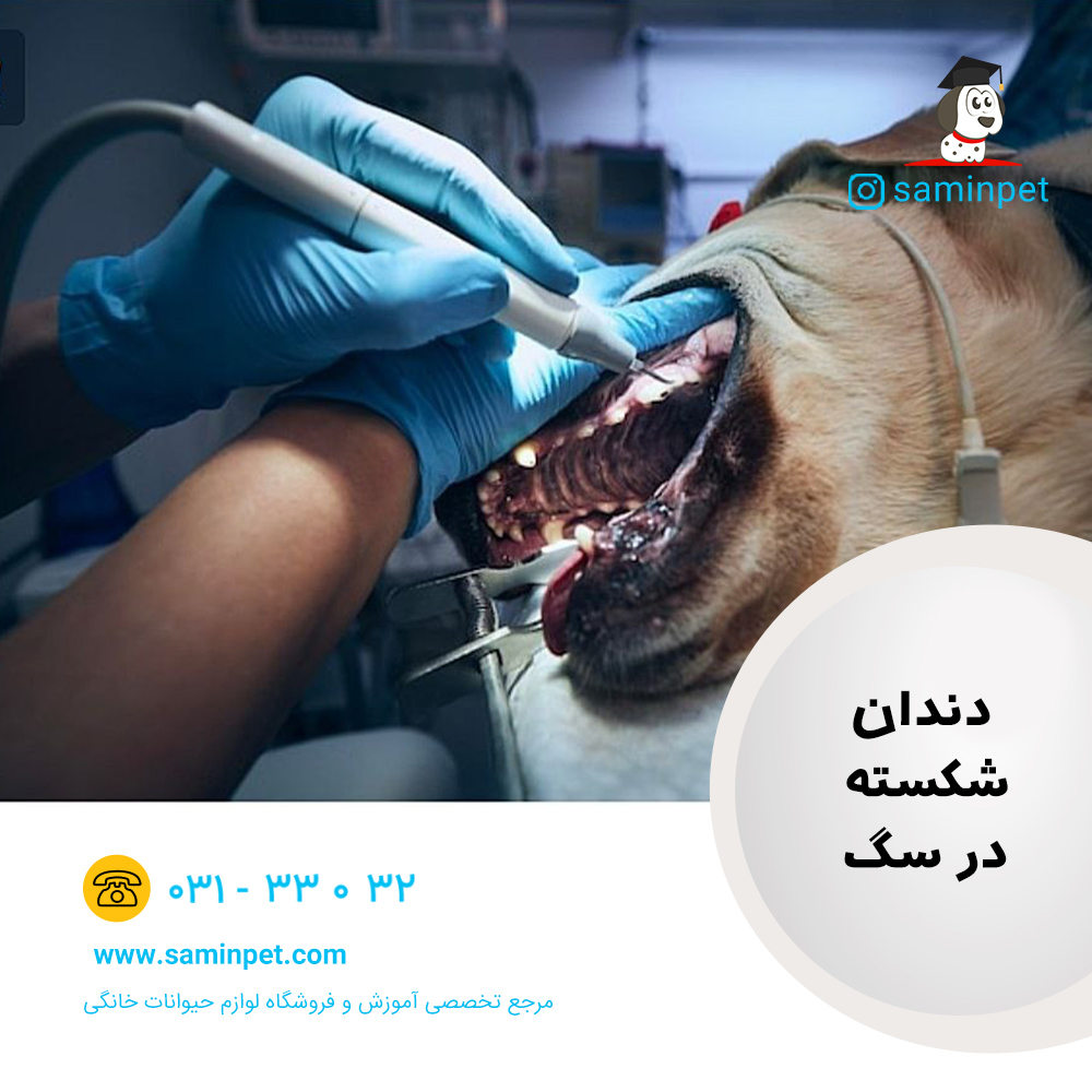 دندان شکسته در سگ