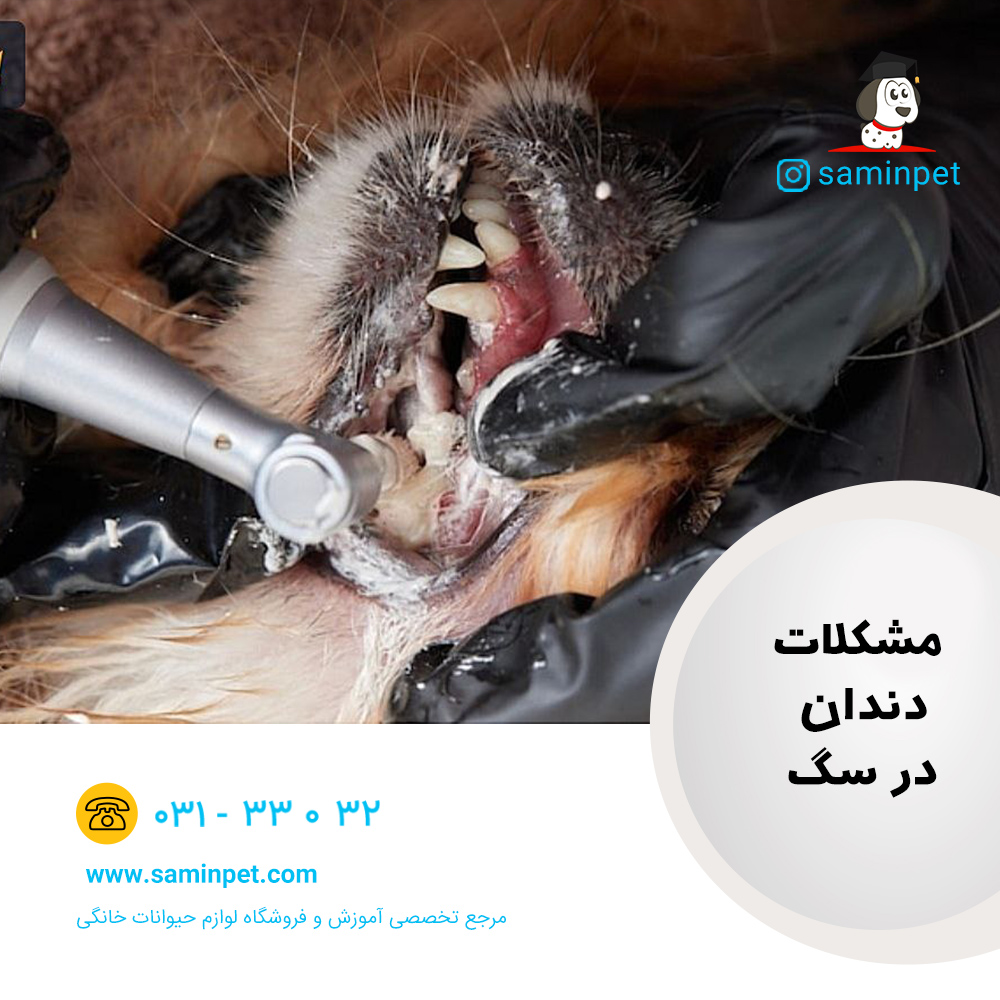 مشکلات دندان در سگ